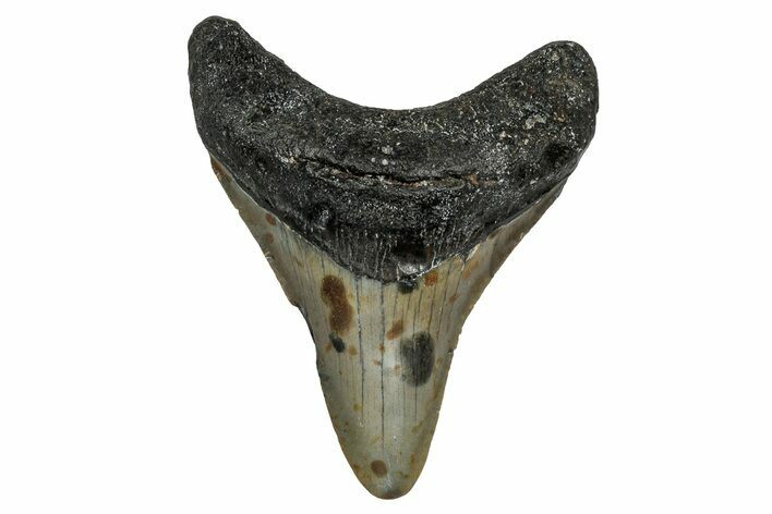 Juvenile Megalodon Tooth - North Carolina #355865